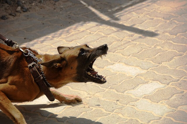 Dog Bite Force Now Which Is The Strongest Dog 