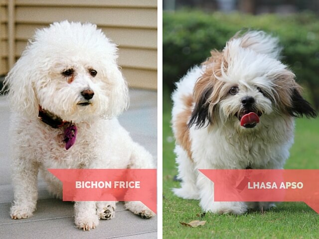 Bichon Frice and Lhasa Apso - do these dogs cry?