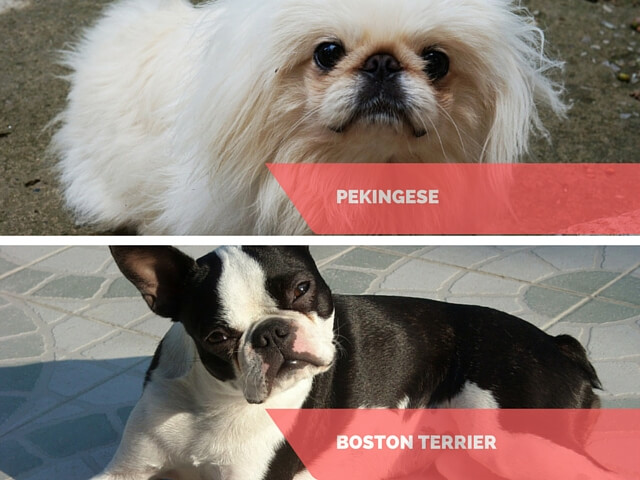 Pekingese and Boston Terrier - do these dogs cry?