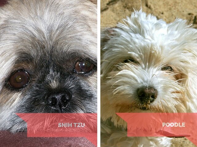 Shih Tzu and Poodle - do these dogs cry?