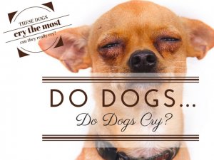 Dogs Cry